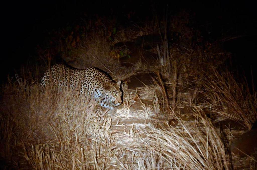Tingala Lodge - Bed In The Bush Phalaborwa Exterior photo